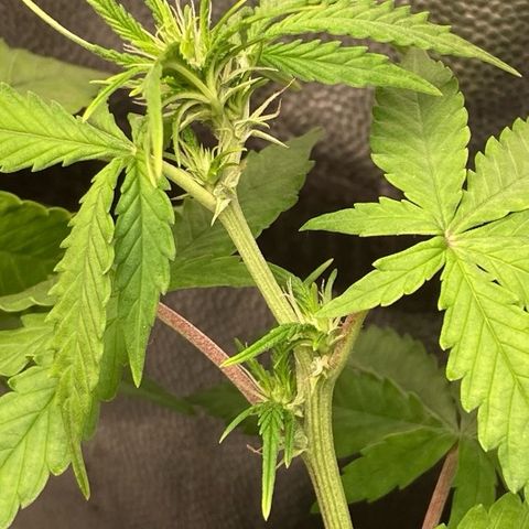 Fiona growlog photo: Flowers 🥰🥰
