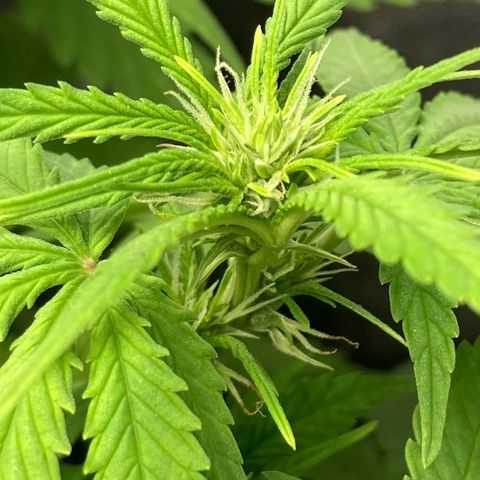 Fiona growlog photo: Flowers 🥰🥰