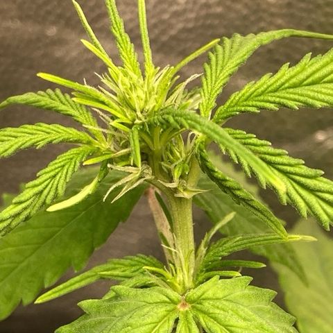 Fiona growlog photo: Flowers 🥰🥰