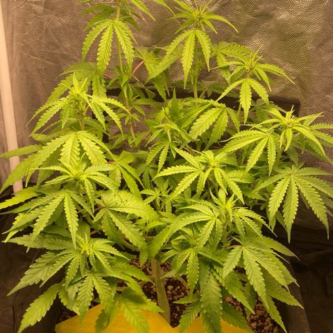 Fiona growlog photo: que grande!! Vou podar um pouco