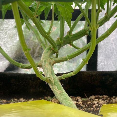 Fiona growlog timeline photo