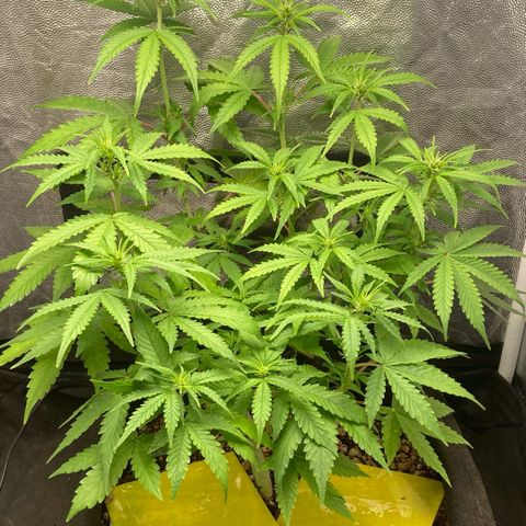 Fiona growlog timeline photo
