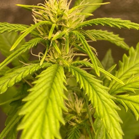Fiona growlog photo: Agora com SCROG!!