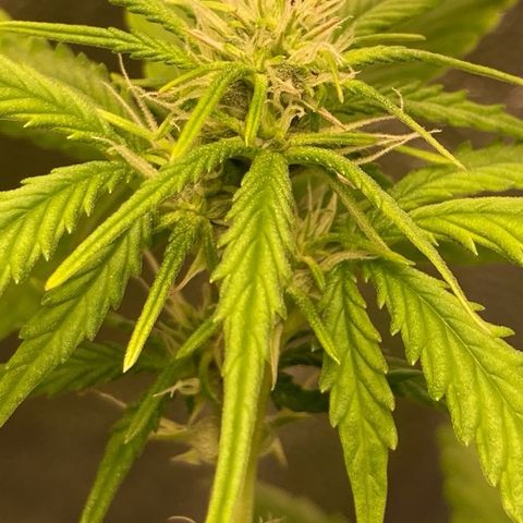 Fiona growlog photo: Agora com SCROG!!