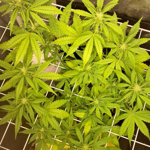 Fiona growlog photo: Agora com SCROG!!