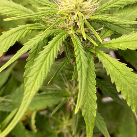 Fiona growlog photo: Agora com SCROG!!