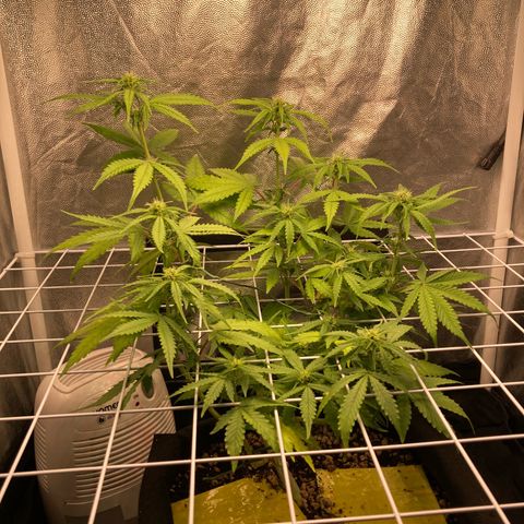 Fiona growlog timeline photo