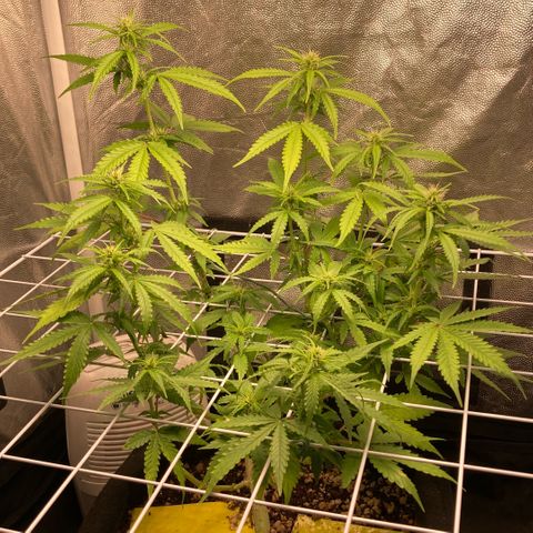 Fiona growlog timeline photo