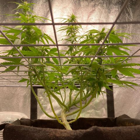 Fiona growlog timeline photo