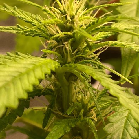 Fiona growlog photo: Flores lindas!!