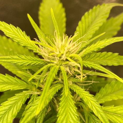 Fiona growlog photo: Flores lindas!!