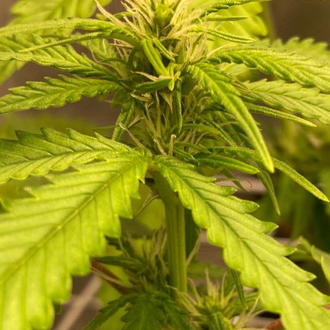 Fiona growlog photo: Flores lindas!!
