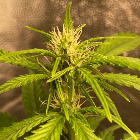 Fiona growlog photo: Flores lindas!!
