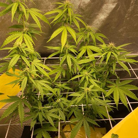 Fiona growlog timeline photo