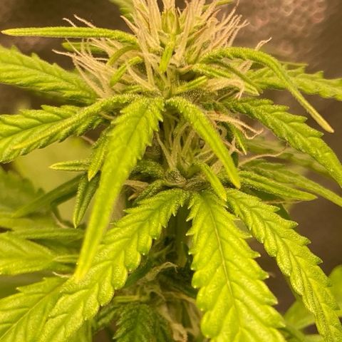 Fiona growlog photo: Ta muito calor, as folhes estão sentindo… Não sei o que fazer!!!