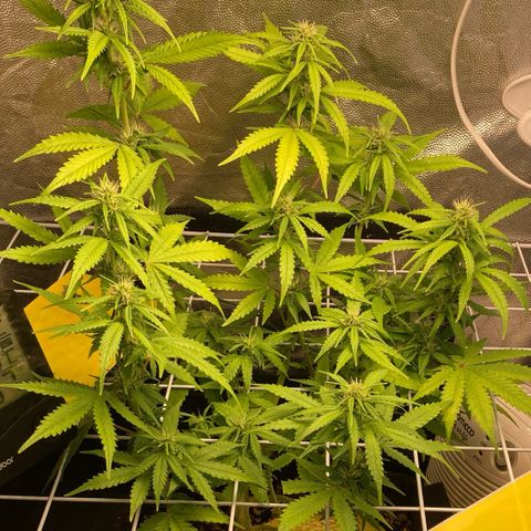 Fiona growlog timeline photo