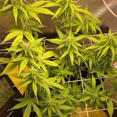 Fiona growlog timeline photo