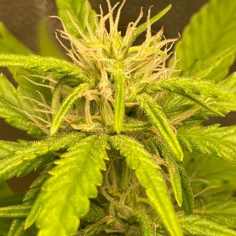 Fiona growlog photo: flores