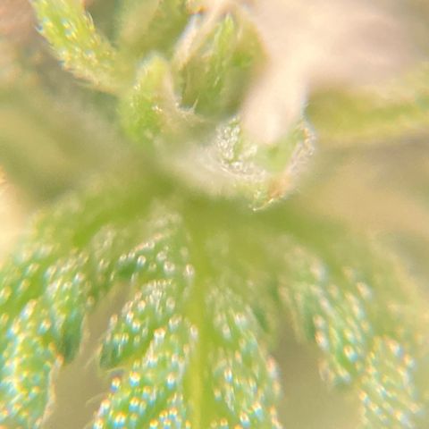 Fiona growlog photo: e a resina vem!