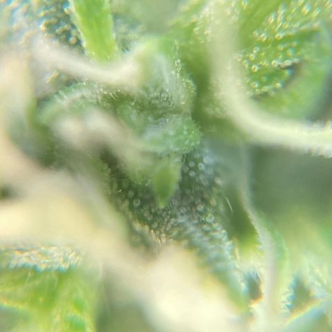 Fiona growlog photo: e a resina vem!