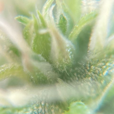 Fiona growlog photo: e a resina vem!
