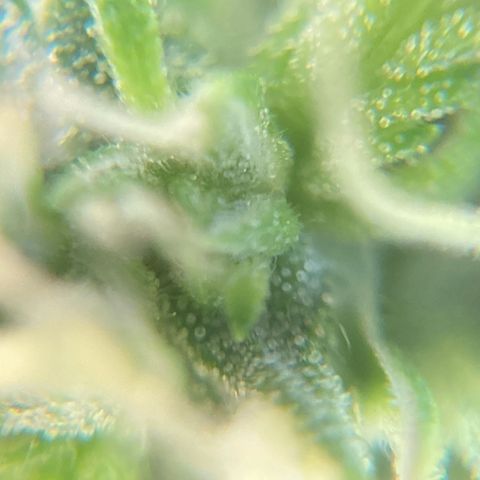 Fiona growlog photo: e a resina vem!