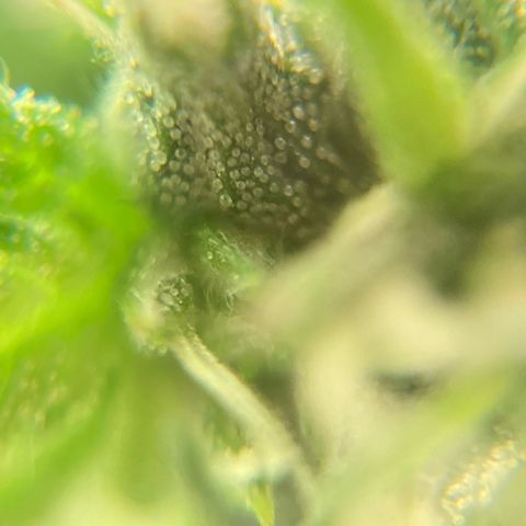 Fiona growlog photo: e a resina vem!