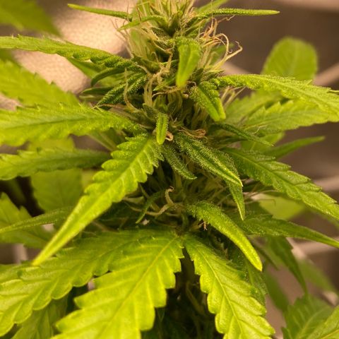Fiona growlog timeline photo