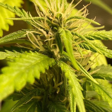 Fiona growlog timeline photo