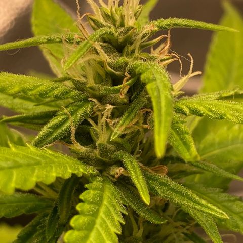 Fiona growlog timeline photo