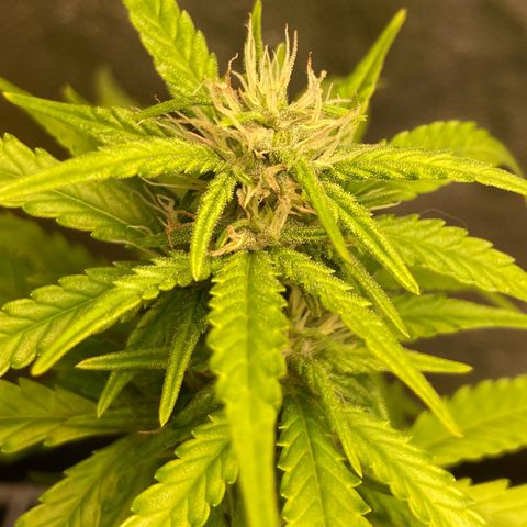 Fiona growlog timeline photo