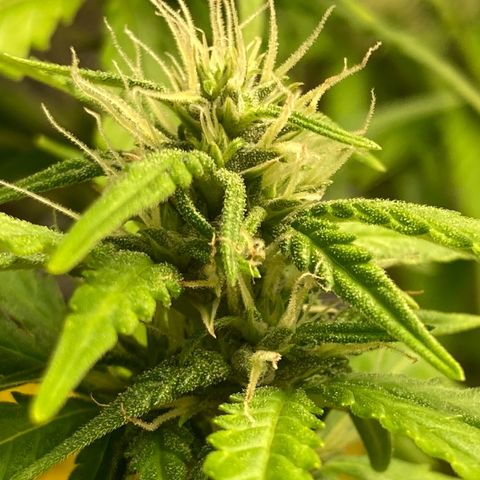 Fiona growlog timeline photo