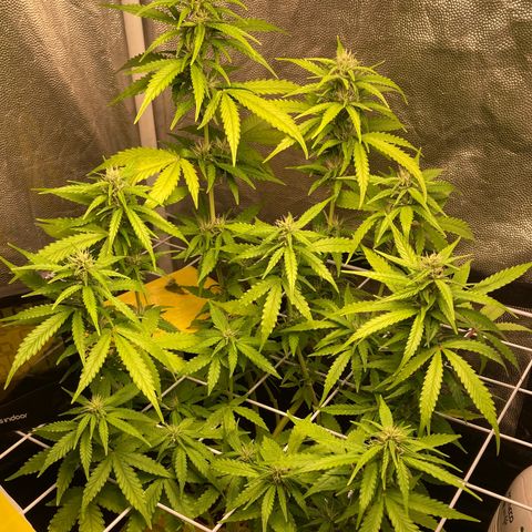 Fiona growlog timeline photo