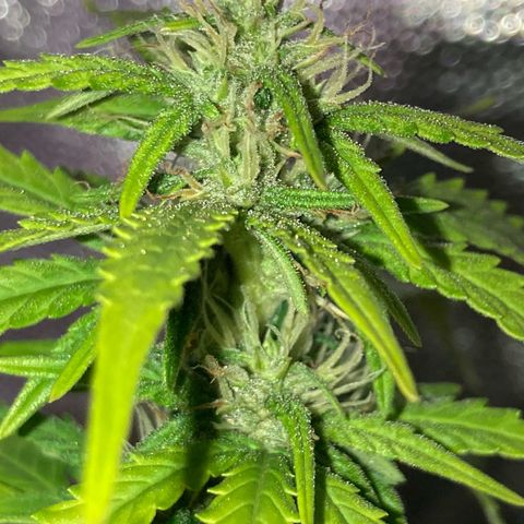 Fiona growlog timeline photo