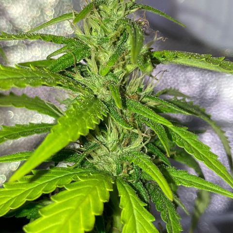 Fiona growlog timeline photo
