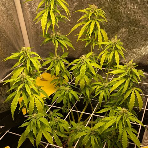 Fiona growlog timeline photo