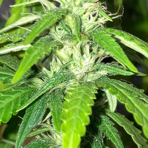 Fiona growlog timeline photo