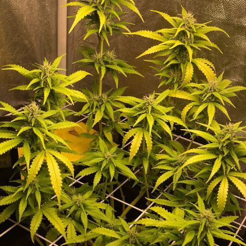 Fiona growlog timeline photo