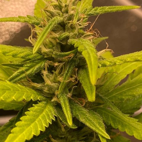 Fiona growlog timeline photo