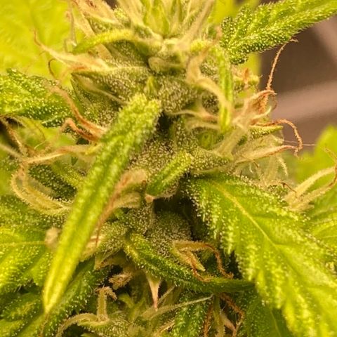 Fiona growlog photo: Engordando e resinando!!