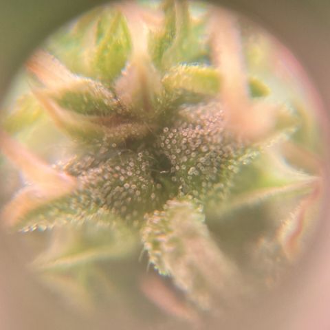 Fiona growlog photo: Engordando e resinando!!