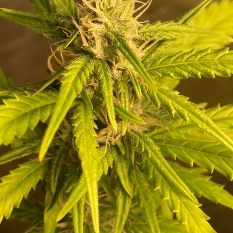 Fiona growlog timeline photo