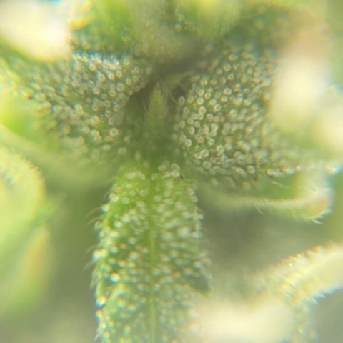 Fiona growlog photo: Engordando e resinando!!