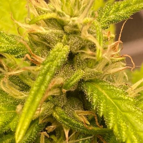 Fiona growlog photo: Engordando e resinando!!