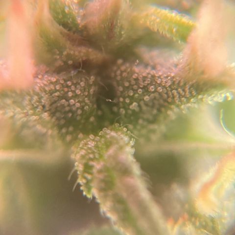 Fiona growlog photo: Engordando e resinando!!