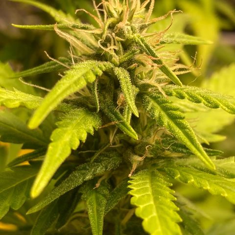 Fiona growlog timeline photo