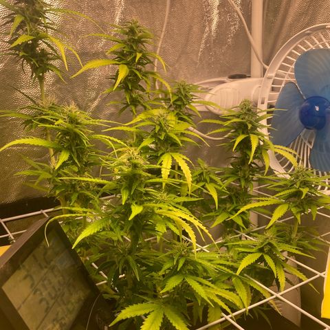 Fiona growlog photo: GORDAAA BALEIAAAA