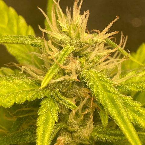 Fiona growlog photo: GORDAAA BALEIAAAA
