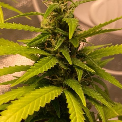 Fiona growlog timeline photo