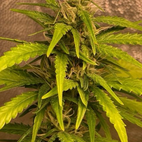 Fiona growlog timeline photo